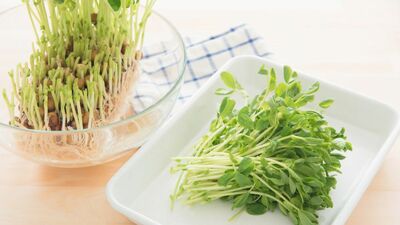 安いだけじゃない！医師も注目する「豆苗」の健康パワー。豆と緑黄色野菜の栄養を一度に摂れる＜いいとこどり＞野菜だった