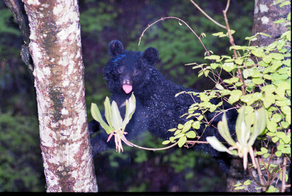 4ページ目）クマがペンキで＜お化粧＞？9回襲われ生還した男性が目撃