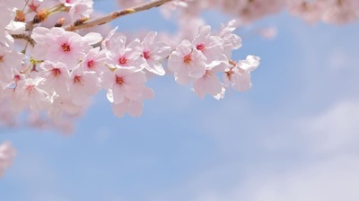 「私たちの生活には<老後>の存在する隙間はない」…『ブラッサム』宇野千代が考える<年を取る>ということ
