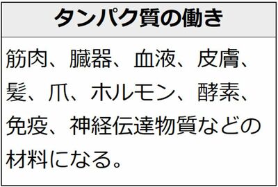 タンパク質の働き。筋肉、臓器、血液、皮膚、髪、爪、ホルモン、酵素、免疫、神経伝達物質などの材料になる。