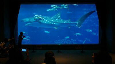 「沖縄美ら海水族館」と言えば国内最大の水槽「黒潮の海」と「ジンベエザメ」。同水槽内にいる通称「ブラックマンタ」とは一体？