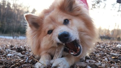 愛犬のために2拠点生活をやめて、都会から山に完全移住を決めた。いつも山へ行くのを楽しみにしていた2匹の反応は…