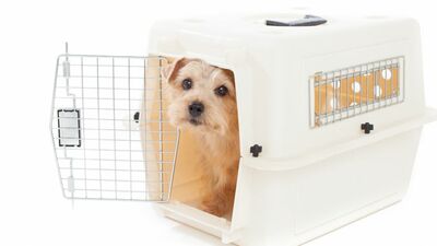 東日本大震災から15年を迎えた今「ペット防災」の実態とは？＜同行避難が原則＞の認知割合は約10％、避難所受入れ体制も88.4％が「知らない」と回答