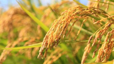 たねもみの貸し借りで揉めるところから始まった『豊臣兄弟！』。農民ながら秀吉・秀長の父は戦傷で命を落とし…当時の農民と農村の実態を本郷和人が解説