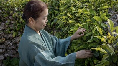 台風に強い伝統建築が必須の島なのに、家があっという間に完成。大学教授を定年前に退職し竹富島に移住した作家が驚いた〈家づくりの秘密〉