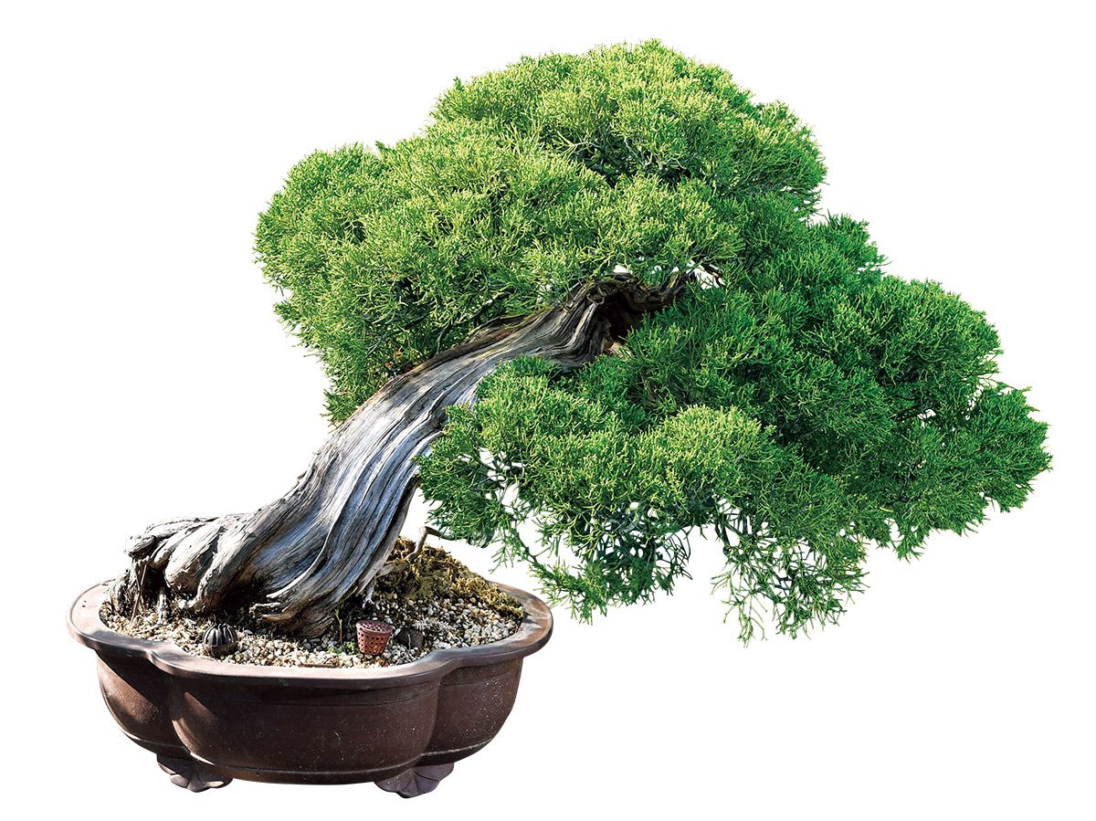 盆栽]真柏/コレはどこにいっても無いですよ。 【公式通販】