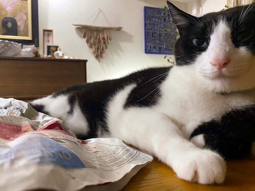 新聞と愛猫のクティ
