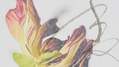 創作家・久保京子×美術家・春陽 写真と書のコラボ作品展「TATANAHARU 2025 日々たおやか」が銀座にて開催