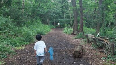 夏の空に響くセミの大合唱！地域によって聞ける鳴き声に偏りがあるってほんと？東日本では「あのセミ」が分布拡大中