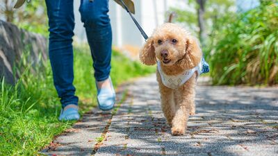 愛犬の散歩をしながら地域の見守りを行うボランティア「わんパト」をきっかけに、多くの犬仲間とゆるやかに繋がって《ご近所仲間こそ安心の源・2》