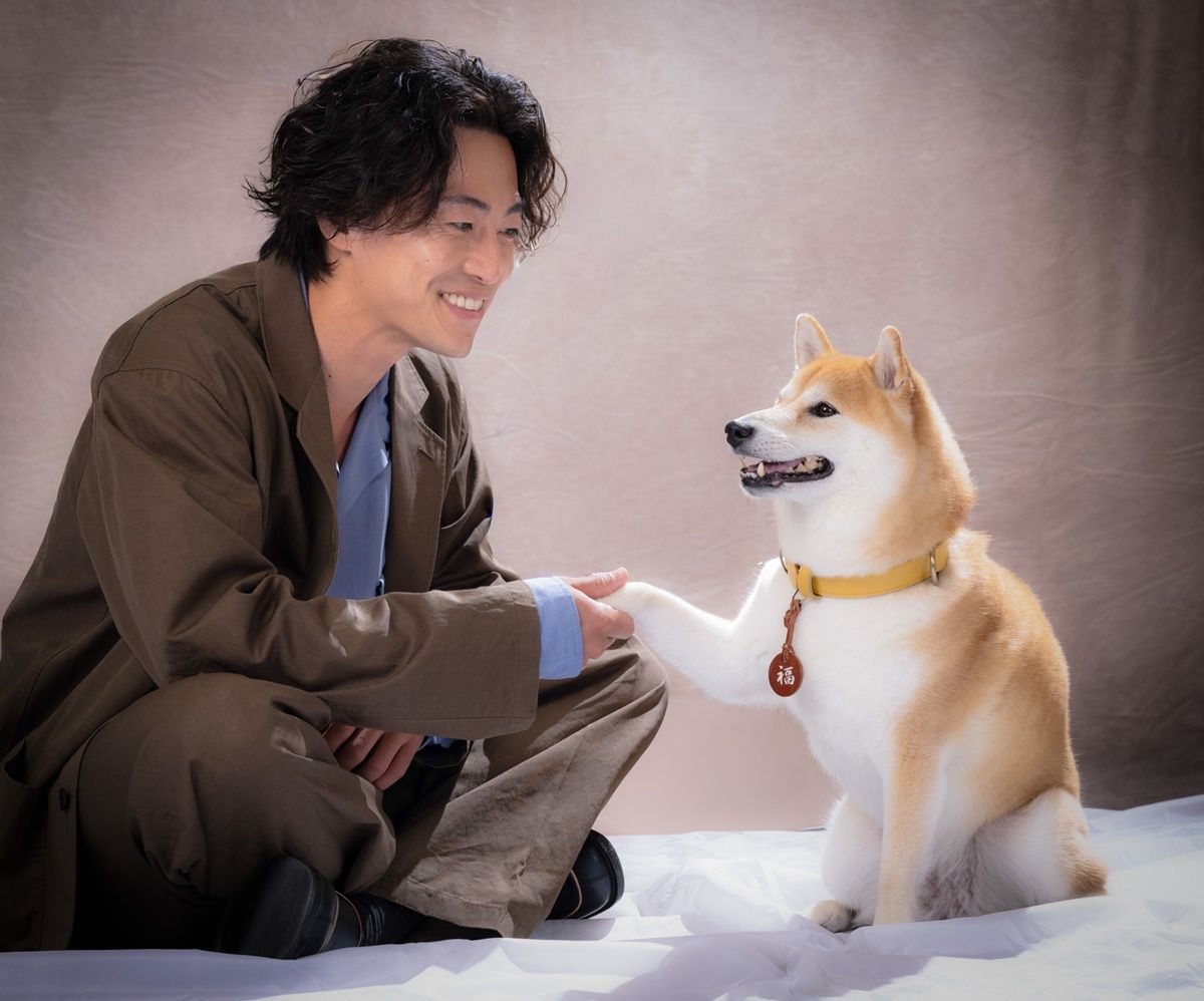 柴犬 ドラマ