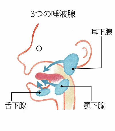 3つの唾液腺