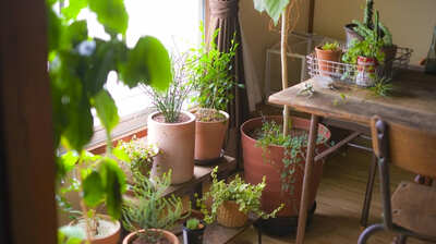 いとうせいこうが語る<植物を礼賛することの意味>「悲惨なニュースが輪をかけて悲惨に放送される毎日で、どれだけ長く良心を明け渡さずにいられるか。そこに園芸は大きな役割を果たすのでは」