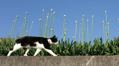 《猫画像》で整う。「時間内に決まらなければ諦める」「不便には敏感になろう」行動パターンを見直すだけで、自律神経が整う理由。名医・小林弘幸が解説