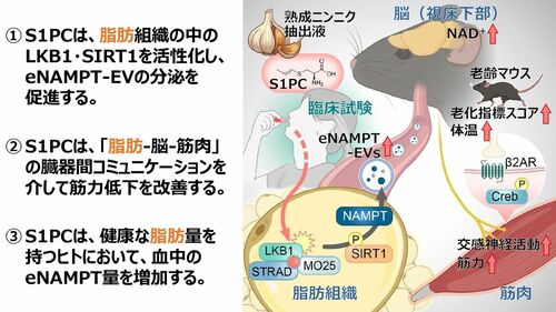 S1PCの研究成果　図解