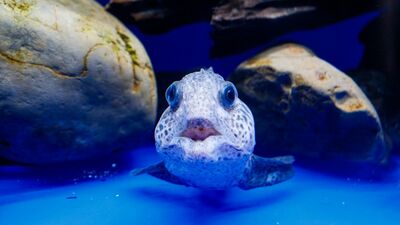 北海道シリーズ、締めは「オホーツク流氷館」館内一の存在感は、オオカミウオの幼魚。「流氷体感テラス」では濡れタオル凍結体験もできる