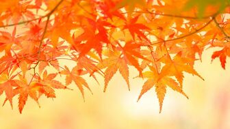 〈婦人公論presents〉紅葉の京都へ！大河ドラマでも注目の高台寺「貸切特別拝観」を作家のガイドで楽しめる贅沢な旅