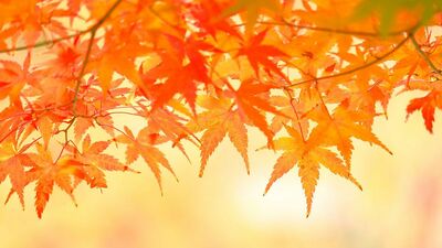 〈婦人公論presents〉紅葉の京都へ！大河ドラマでも注目の高台寺「貸切特別拝観」を作家のガイドで楽しめる贅沢な旅
