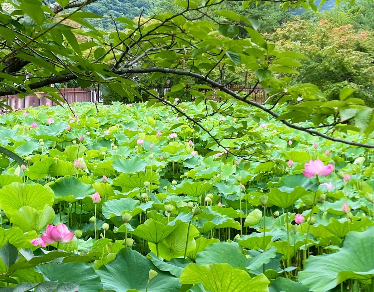 蓮の花の池