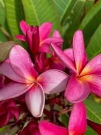 プルメリアの花の写真