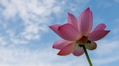 家族やペットの死別とどう向き合う?実は「自分のつらさを何でも相手にわかってもらえると思わないこと」は大事