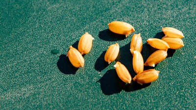 青森県に伝わる昔話「種さらいお銀」天明の飢饉で飢餓に苦しみ、幼い弟妹のためにわずかな種籾を盗んだ彼女。しかし「種籾に手をつける者は死罪」という掟が…