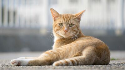 わが屋の庭に住み着いた、茶トラの野良猫「ムギ」。近所の空き家で生まれた子猫たちで賑やかな頃もあったけれど、今はひとりぼっちで…