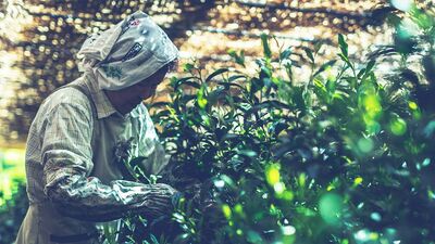 600年受け継がれた福岡県の八女茶栽培。最高級茶葉「八女伝統本玉露」ができるまで…お茶の生産は気象条件、災害との闘いである