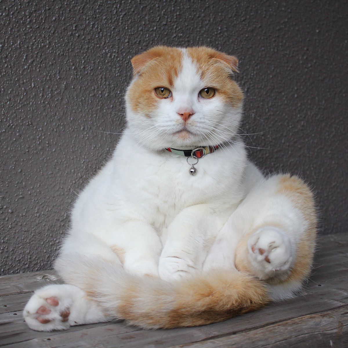2ページ目）養老孟司 猫のまるが旅立って5年。今でもなんか近くにい