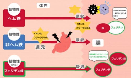 ヘム鉄、⾮ヘム鉄、フェリチン鉄の特徴