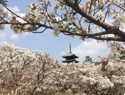 仁和寺の御室桜