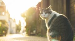 両親が他界し、ひとりっ子で未婚の私は寂しい独居生活に。母の助言を思い出し、町内会の夜間パトロールに参加してみたら…