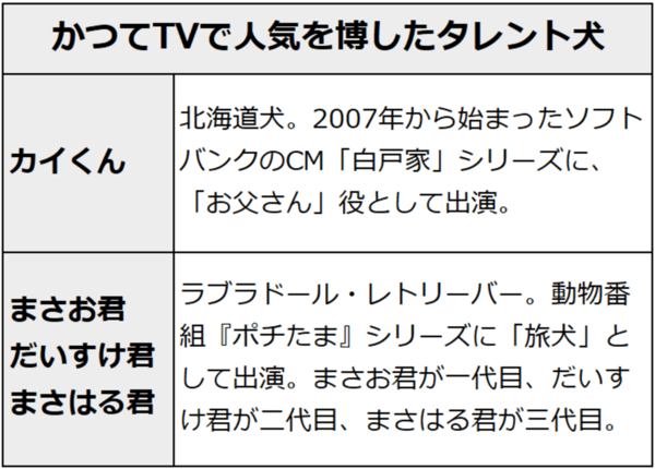 かつてTVで人気を博したタレント犬。カイくん…北海道犬。2007年から始まったソフトバンクのCM「白戸家」シリーズに、「お父さん」役として出演。まさお君、だいすけ君、まさはる君…ラブラドール・レトリーバー。動物番組『ポチたま』シリーズに「旅犬」として出演。まさお君が一代目、だいすけ君が二代目、まさはる君が三代目。