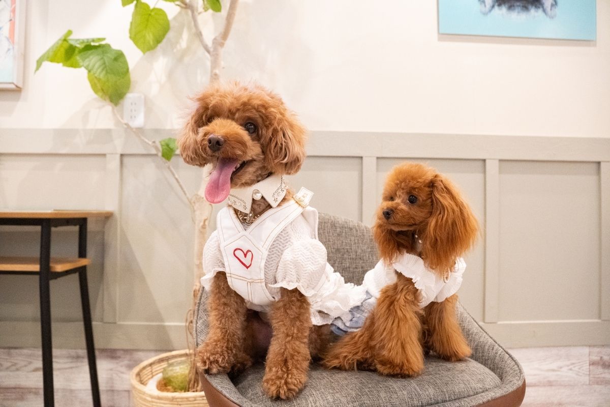 Googleトレンドで見る、いま人気の犬種ランキングTOP10！1位は小型犬？それとも大型犬？チワワの名前の由来は？  小型犬が人気の傾向？｜教養｜婦人公論.jp