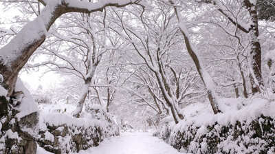 『ばけばけ』登場の『怪談』に掲載された妖怪「雪女」。八雲家に奉公に来ていた親子が語ったものがもとになっており、彼らが青梅市出身であったことから現在では…