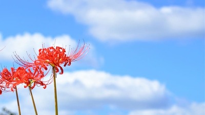 養老孟司が考える<死の恐怖の克服方法>。「生と死は対のものなのに、現代人は死を考えるのを怠けている。だから…」