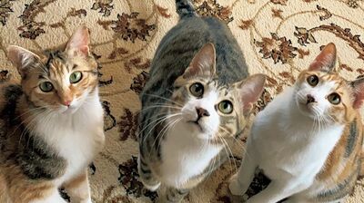 保護猫３兄弟が加入。ついに１ワン８ニャンの大家族に！〈お茶目っ子日記〉