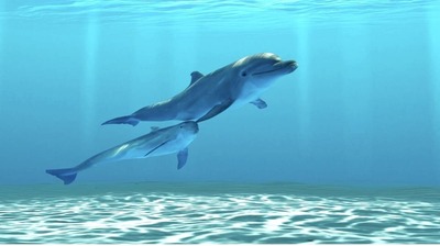 ジンベエザメや海獣類・鯨類…水族館の生物はどうやって入手している？気になる疑問を海洋生物学者が解説