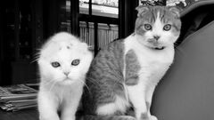 曽野綾子「夫の死後に猫を飼ったのは寂しいからではなく、夫が隠していたヘソクリを見つけたから。与えねばならない仕事があることは幸せなこと」