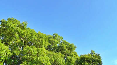 アメリカの影響で、実利がないものにお金を出さなくなった日本。養老孟司「そんな世の中だから、僕が死んだ後に虫の標本をどうやって維持していけばよいのか…」