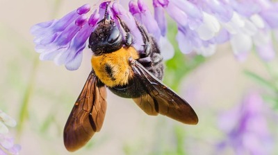 200回ハチに刺されて痛みを研究。イグノーベル賞生理学・昆虫学賞に輝いた２人は自らを実験台に