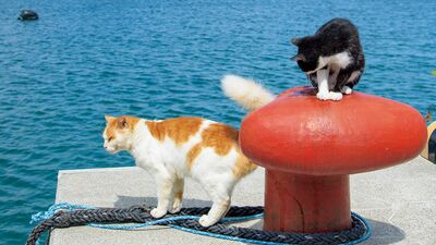 船を降りた途端に歓声が！「自分の任務」と心得ているようにお出迎えしてくれる石巻・田代島の猫たち。今や島は世界から猫好きの集まる＜聖地＞に