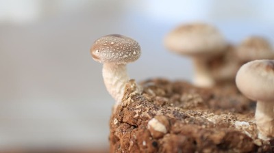 室内園芸家・いとうせいこう「キノコは本当に不思議な生命体で、とにかく成長の速度がすさまじい。半日や１日となれば赤ん坊がいきなり青年に育つような感じで…」