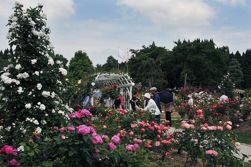 湧永満之記念庭園のバラ園