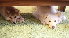 愛犬が急死し、生きる意欲も喜びも失ってしまった著者。ある日、里親募集サイトを眺めていると＜白い仔犬＞が目に留まって…