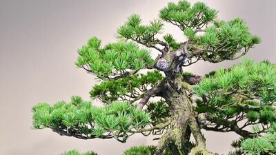 本郷和人『べらぼう』佐野を名乗る有名人といって思い出される「鉢の木」佐野源左衛門常世。描写に基づいて辿り着く家は、栃木県佐野市でなく群馬県の…