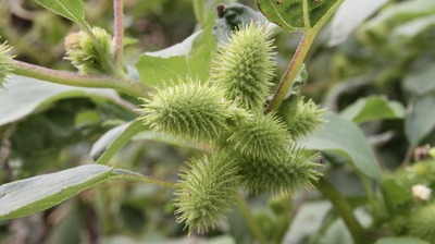 ひっつき虫の代表「オナモミ」動物の毛や人間の衣服に強くひっつくしくみは、ある商品の開発にも役立てられた