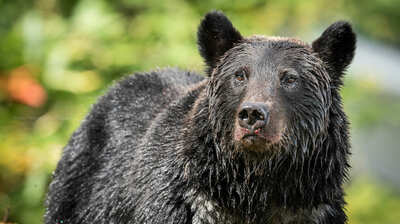 ヒグマとツキノワグマ、どちらが怖い？＜クマのリアル＞を映す動物カメラマンが回答。「どちらも、相対するには常に危険がつきまとう」