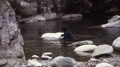 クマがペンキで＜お化粧＞？9回襲われ生還した男性が目撃した「意外な習性」とは…