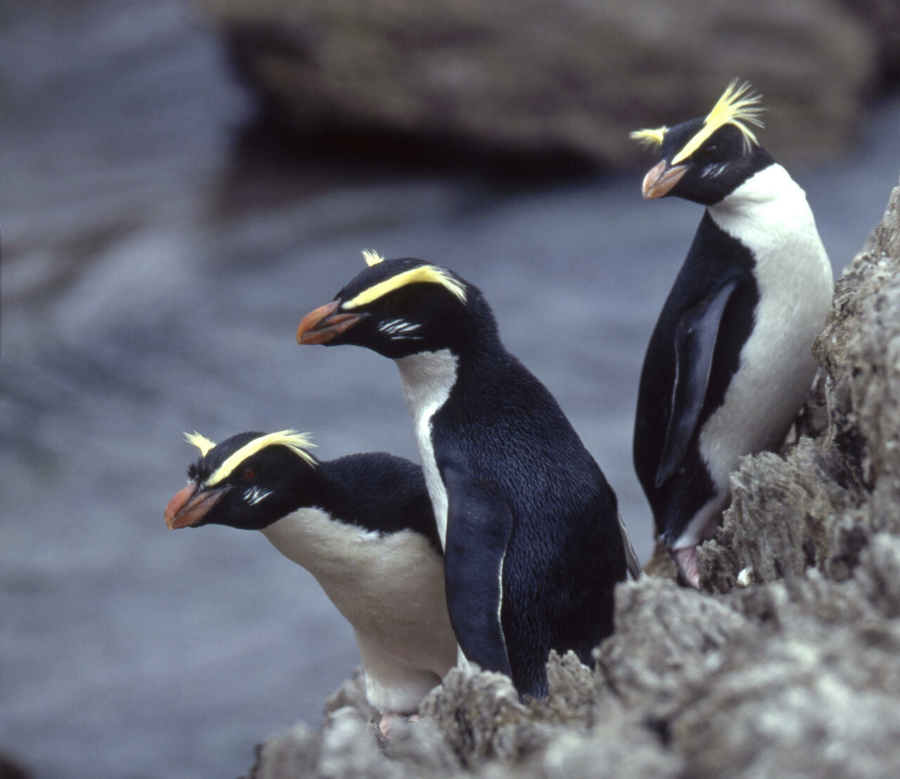 4ページ目）餌資源が豊富な海域で暮らすフィヨルドランドペンギンが
